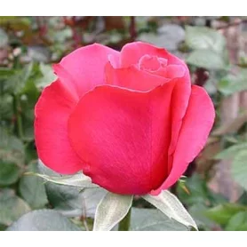 Роза "Горячая принцесса"(Hot princess)